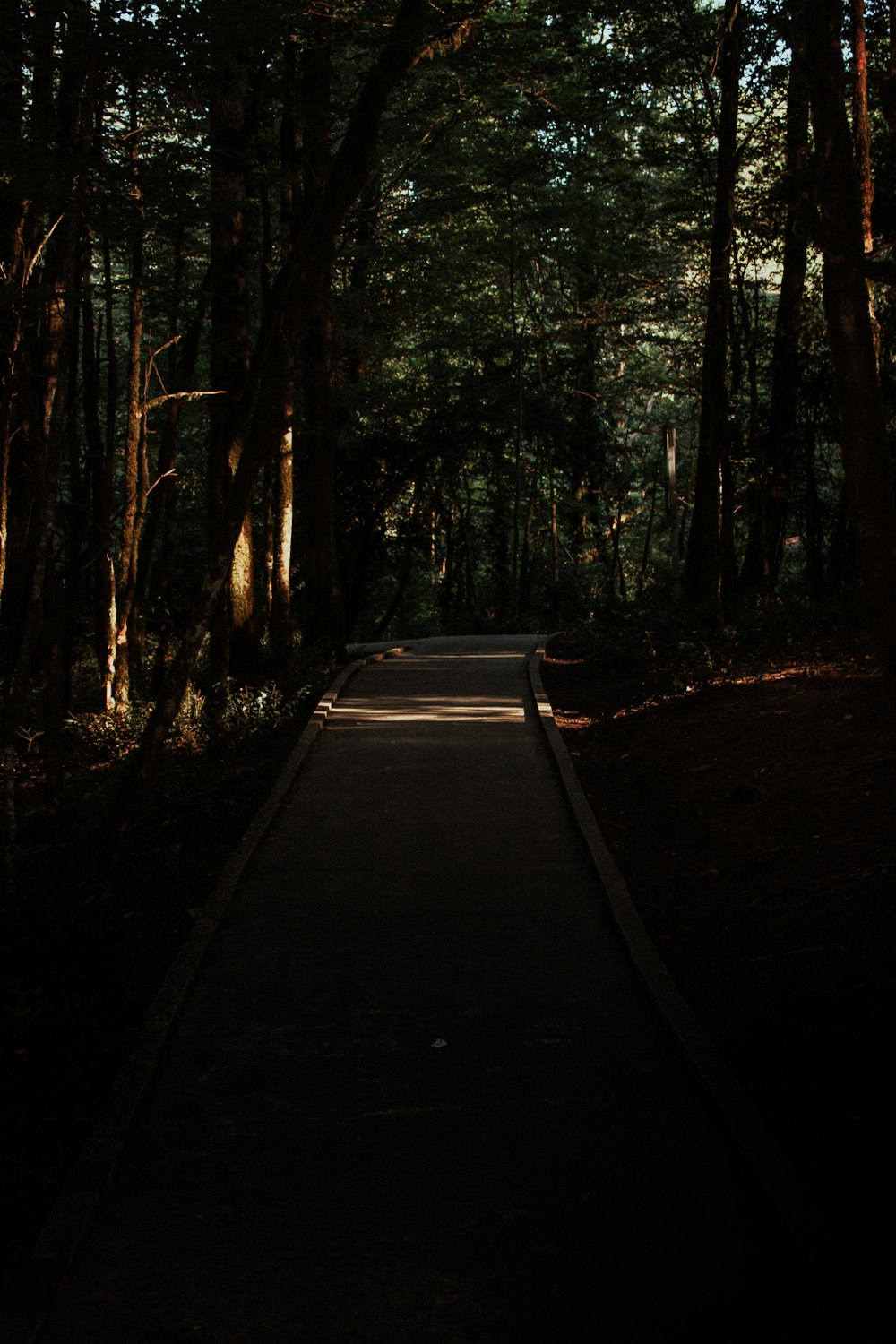 a dark path in the middle of a forest