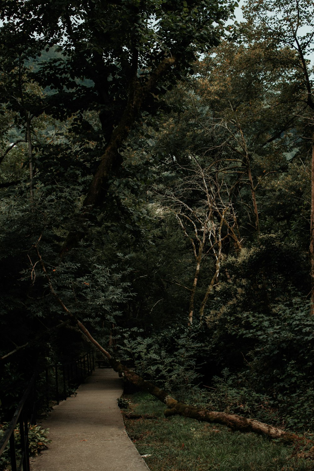 a path through a forest with lots of trees