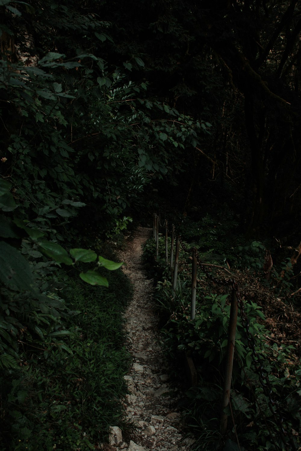 a path in the middle of a forest at night