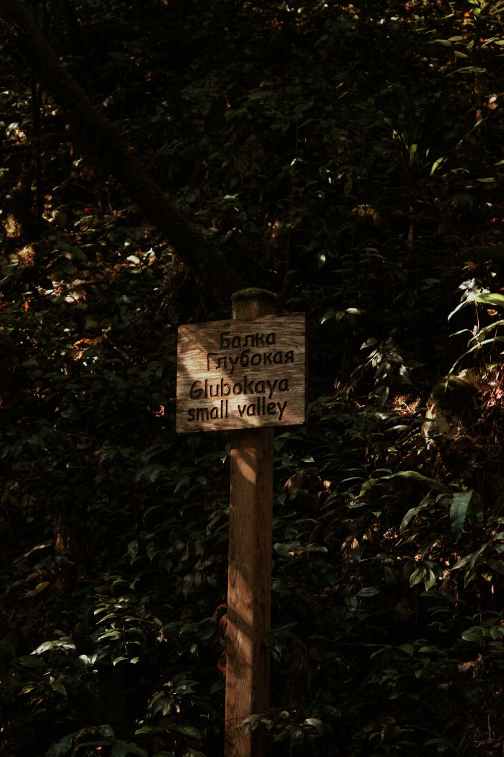 a sign that is on a pole in the woods