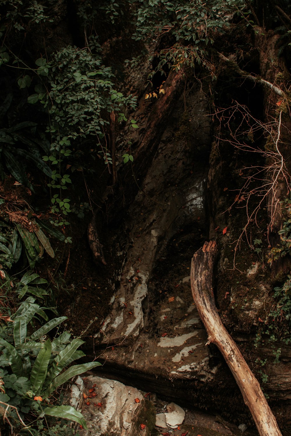 a bear that is standing in the dirt