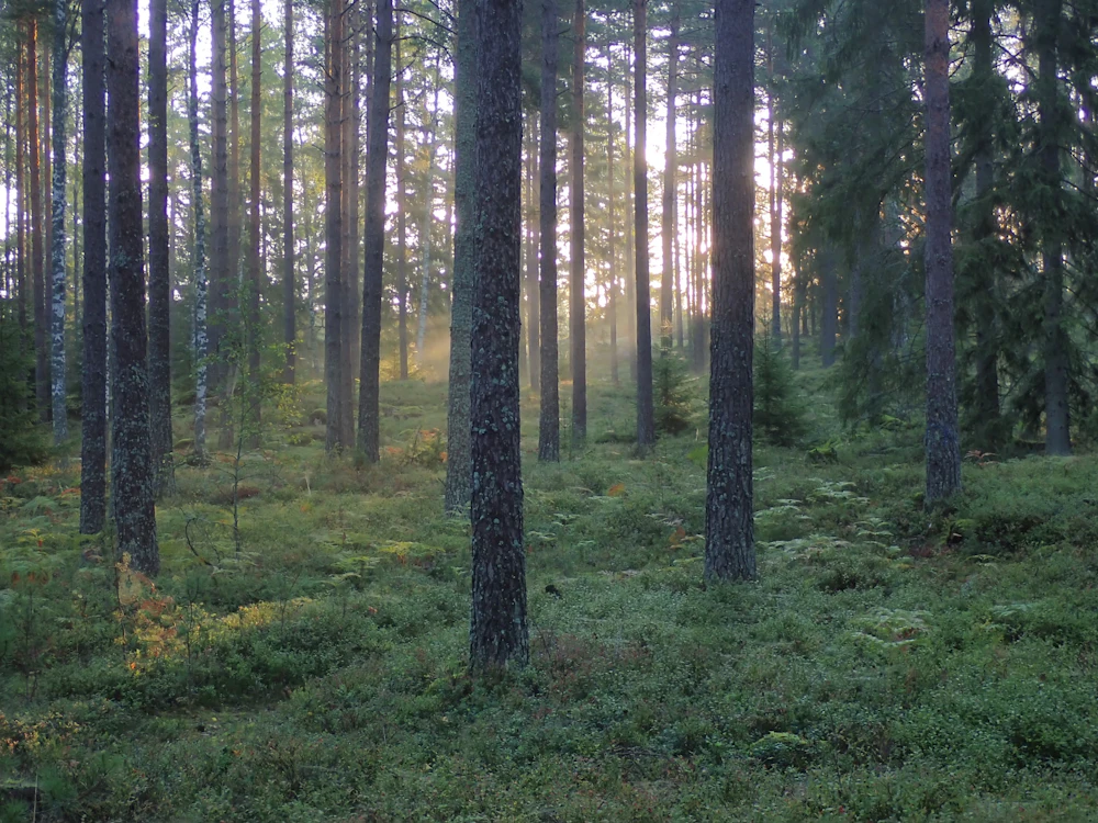 Deep, quiet pine woods