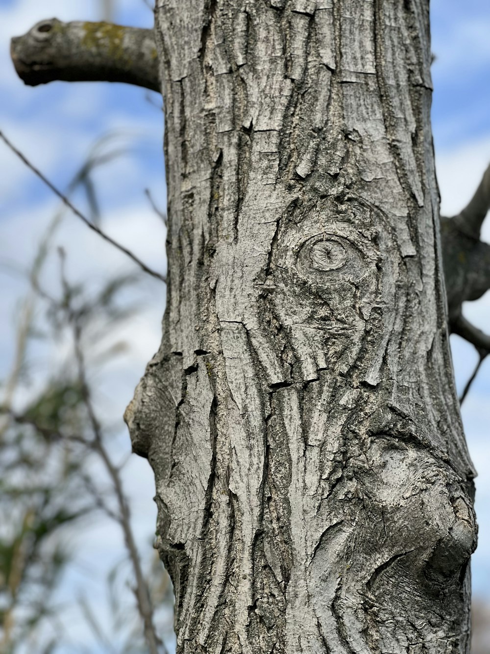 a close up of a tree trunk with a blue sky in the background