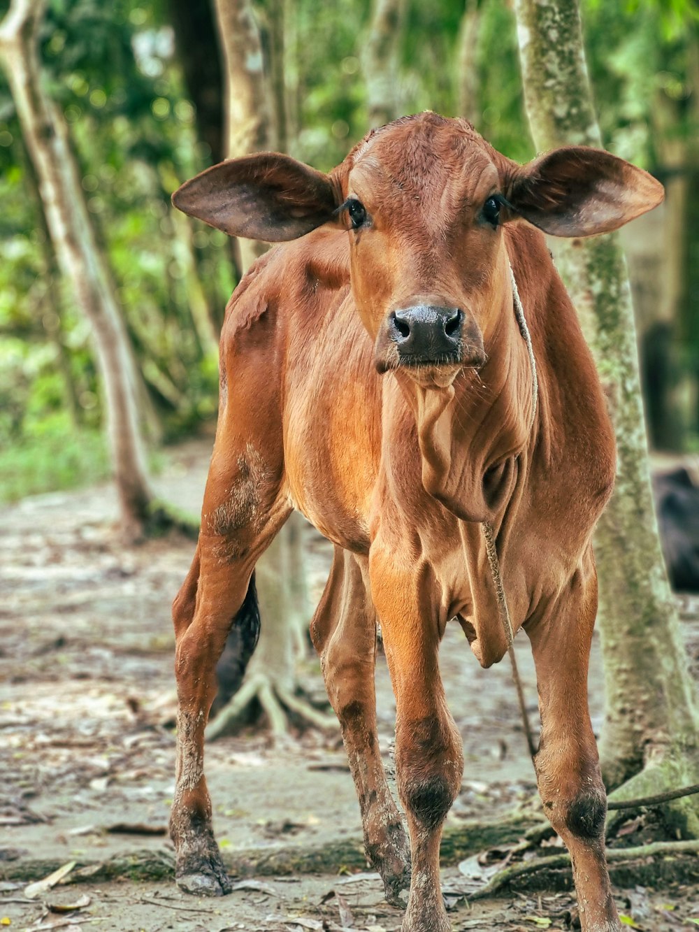 a brown cow standing next to a forest filled with trees