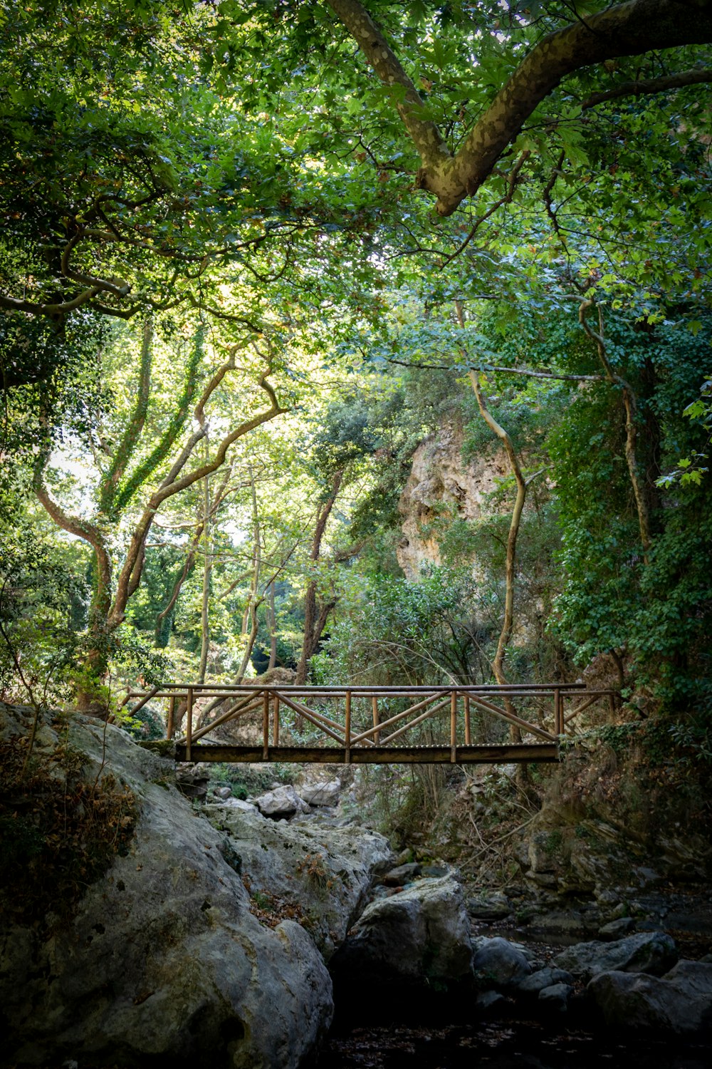 uma ponte de madeira sobre um riacho em uma floresta