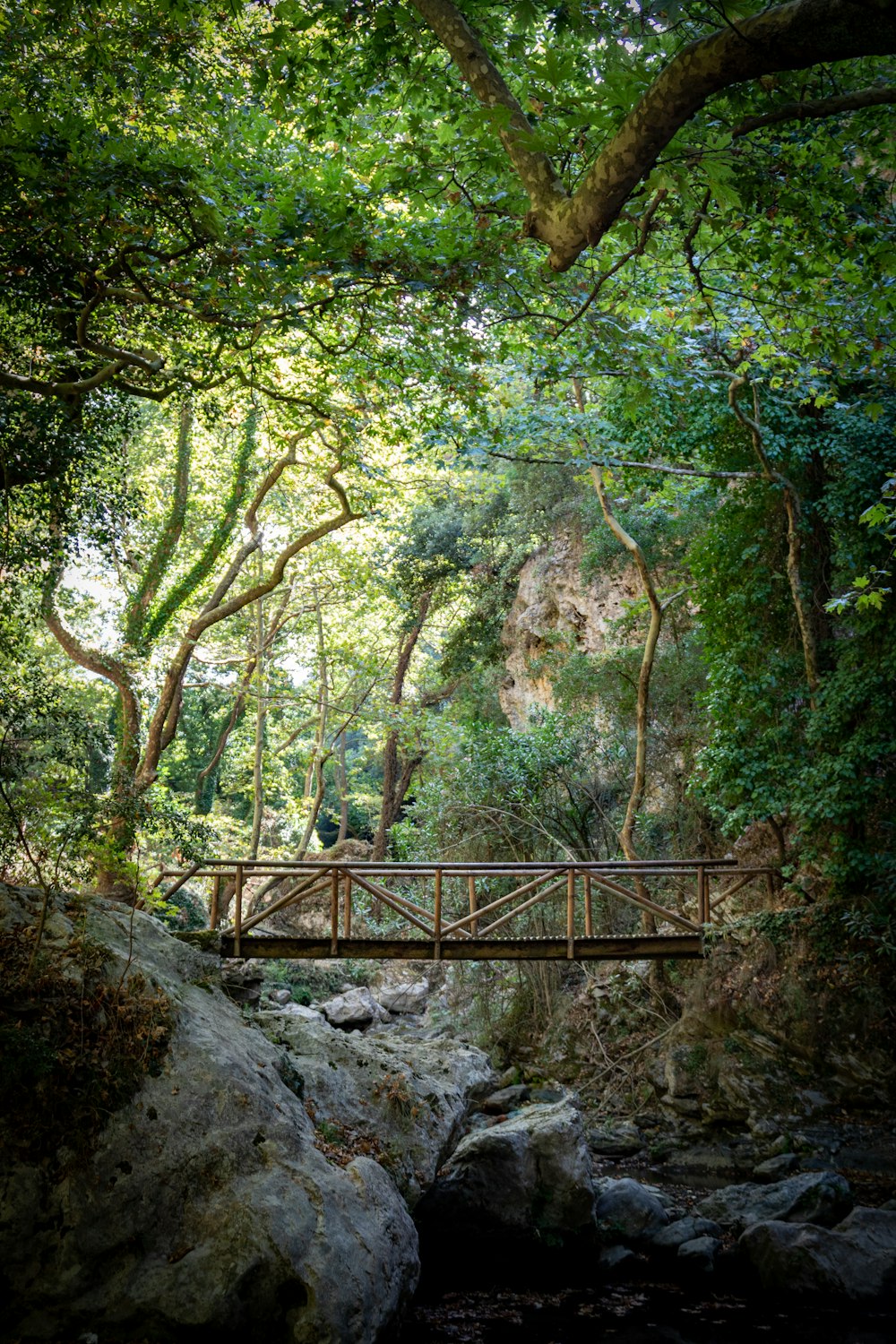 a wooden bridge over a stream in a forest