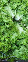 Bright green lettuce leaves freshly picked and ready for market.