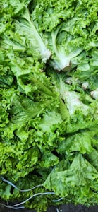 Fresh Egyptian Parsley