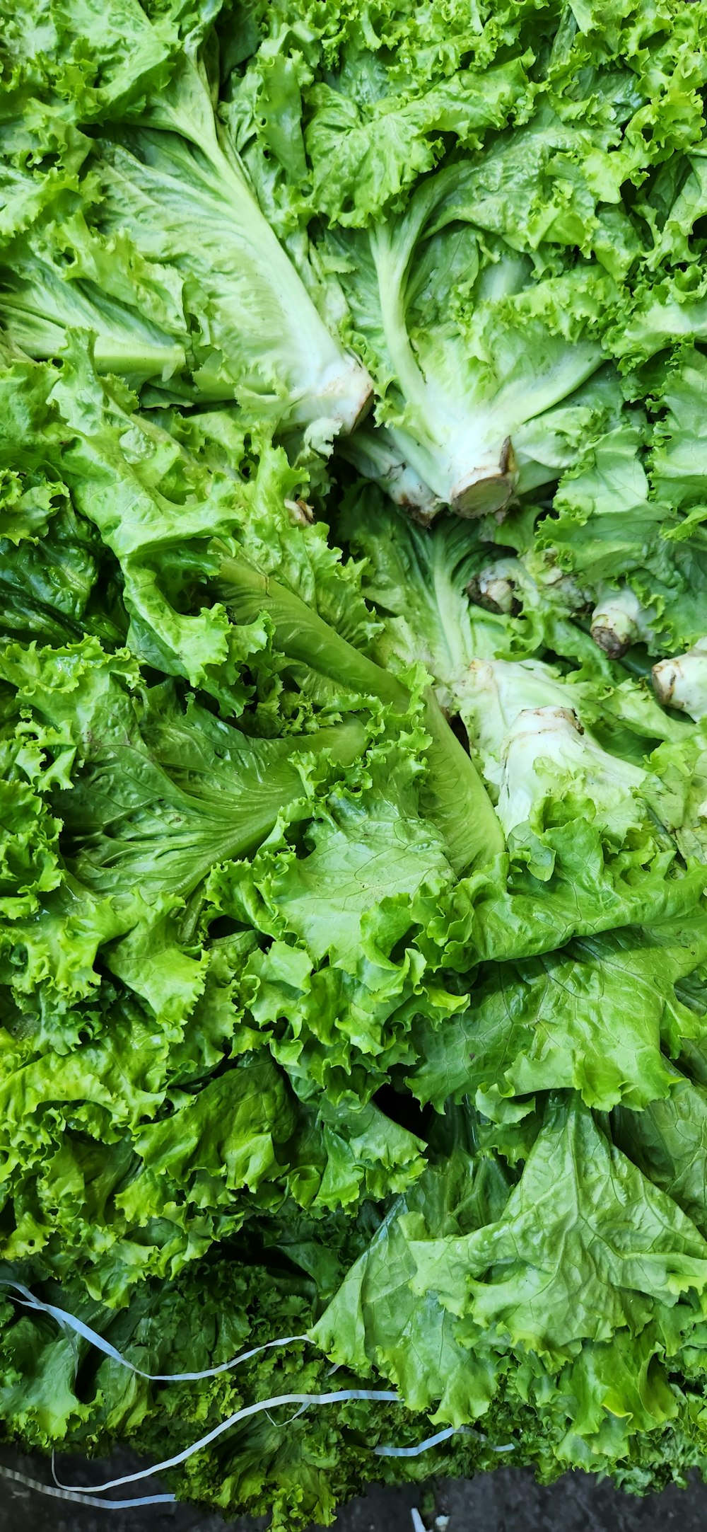 a pile of green lettuce sitting on top of a table