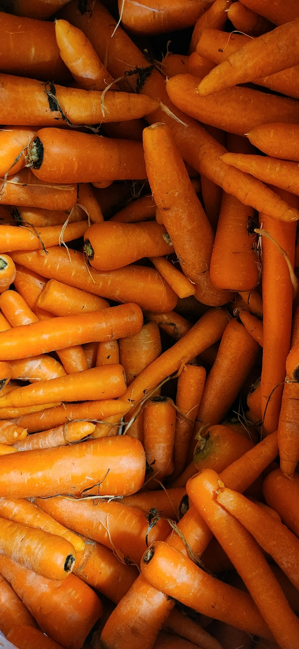 a bunch of carrots are piled up together