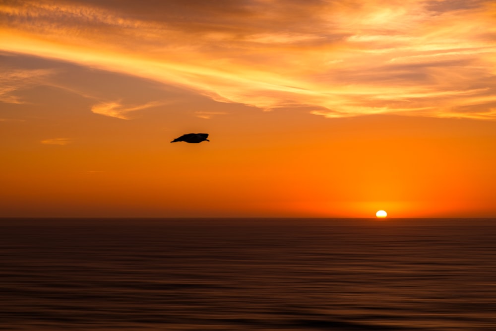 a bird flying over the ocean at sunset