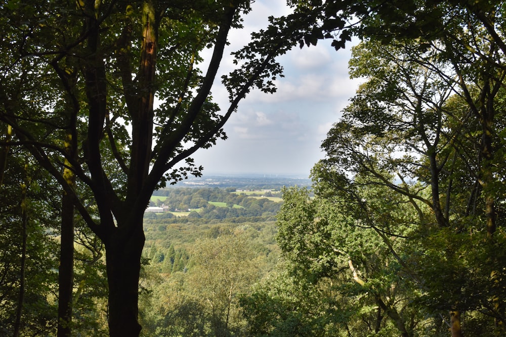 a view of a wooded area from a distance