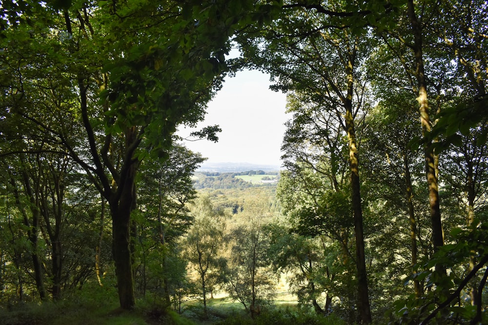 a view of a lush green forest with lots of trees