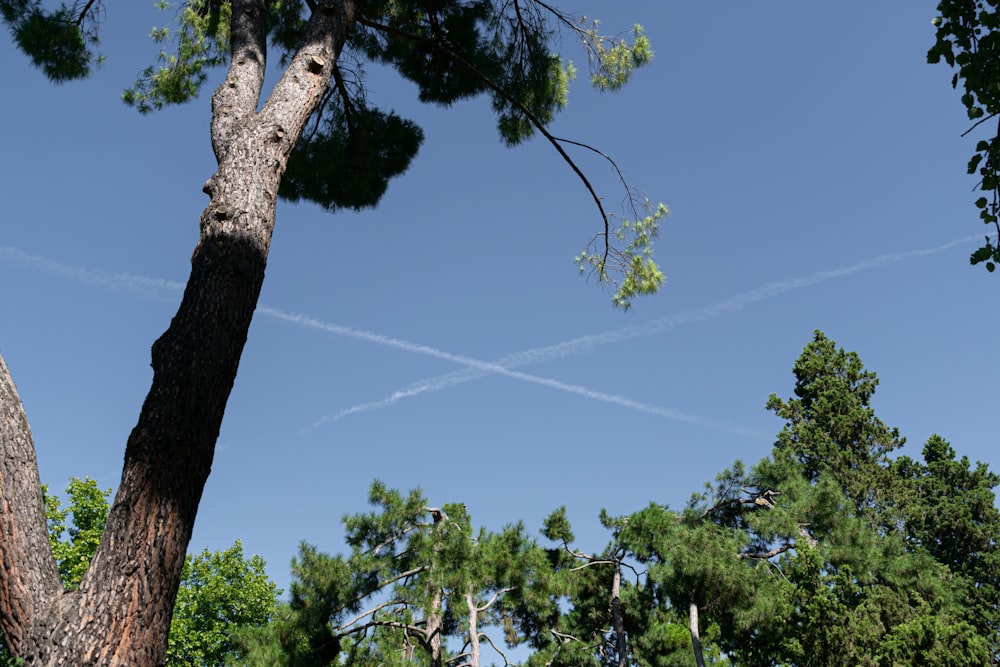 a plane flying in the sky over a forest