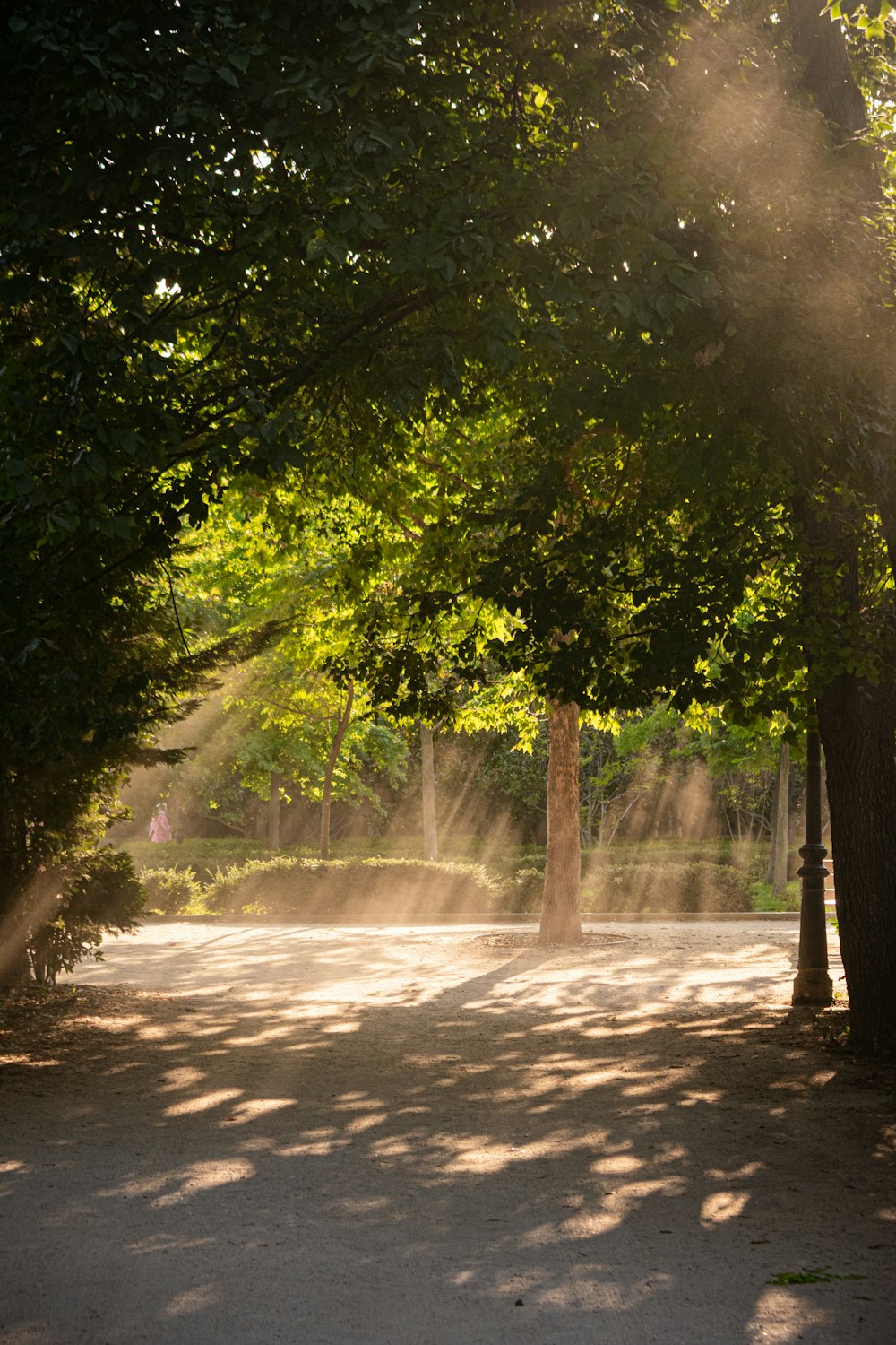 the sun shines through the trees on a sunny day