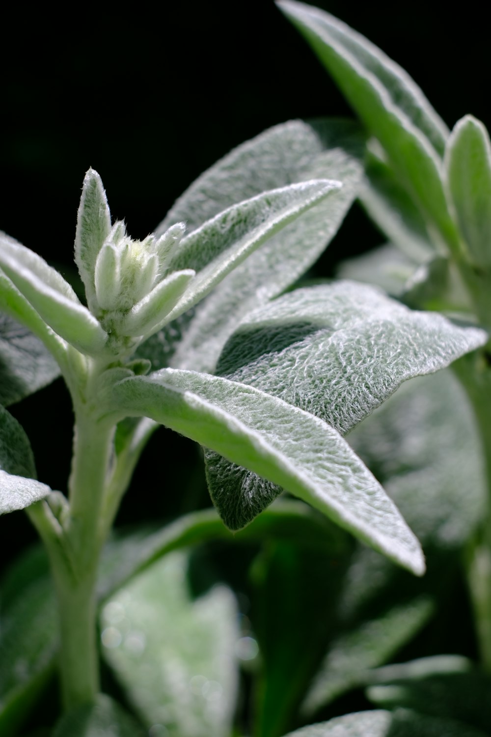 a close up of a green plant with leaves