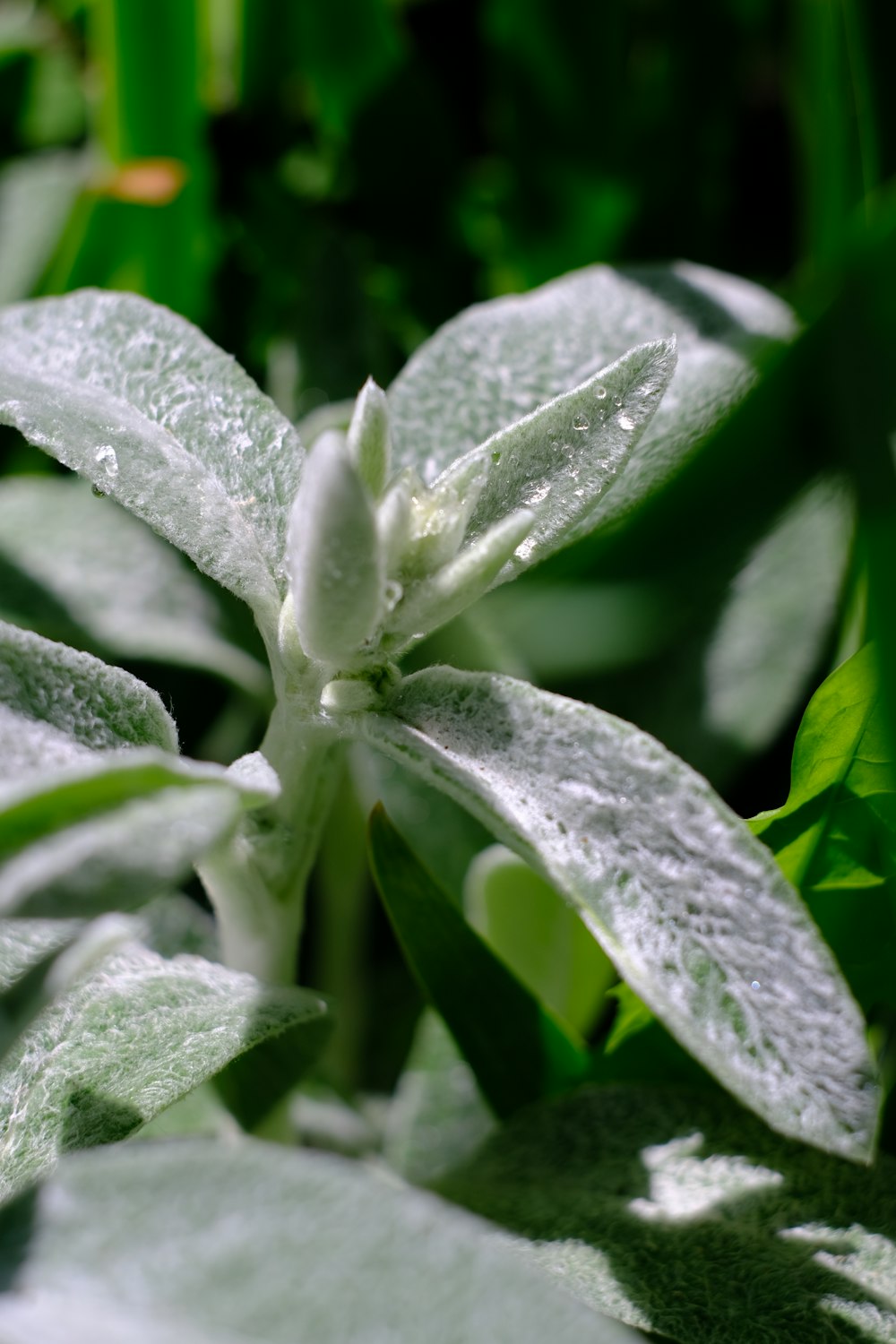 a close up of a plant with water droplets on it