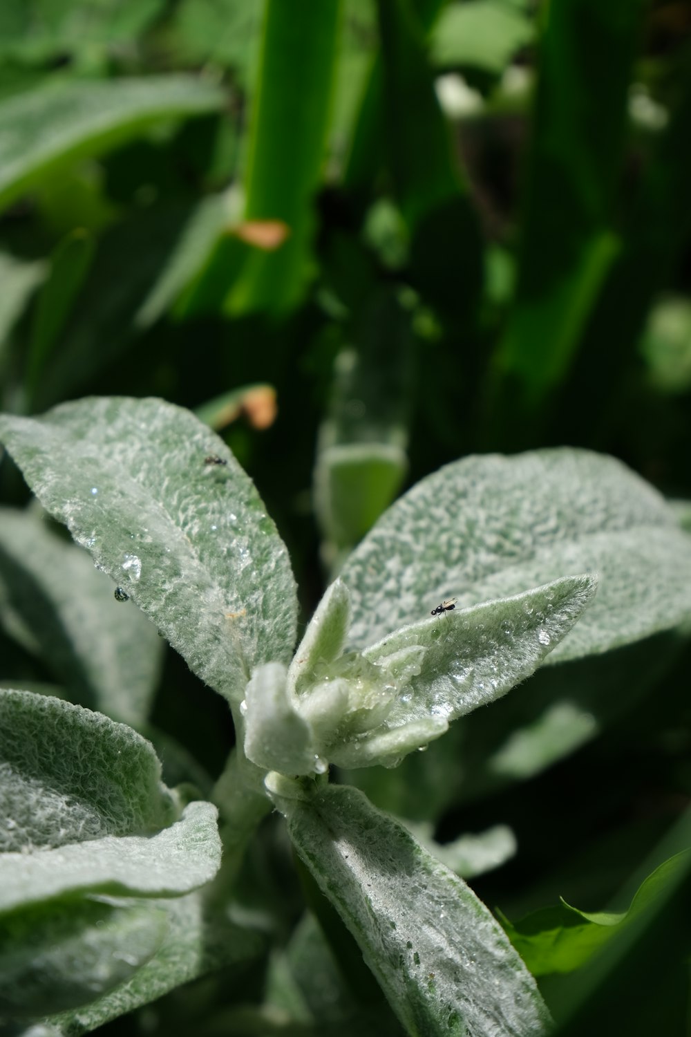 a close up of a leaf with water droplets on it