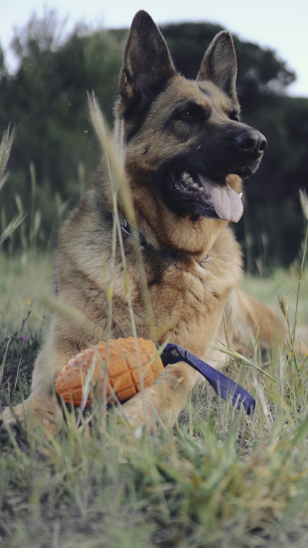 a dog laying in the grass with a toy