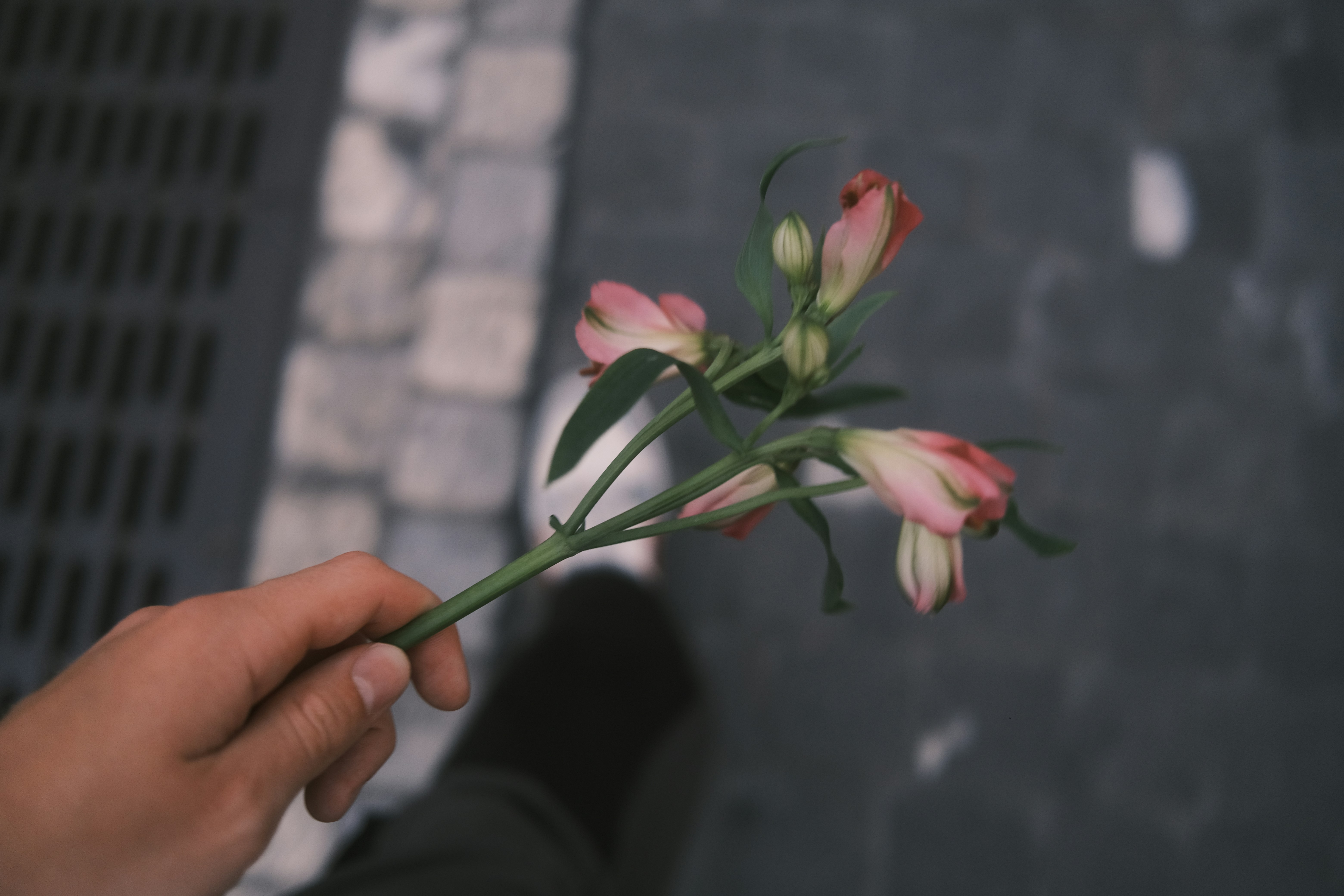 a person holding a flower in their hand