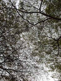A dense network of tree branches covered with small leaves against a light sky, creating an intricate and natural pattern.