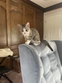 A curious kitten sporting a tiny, colorful bandana with intricate embroidery, perched on a wooden chair.