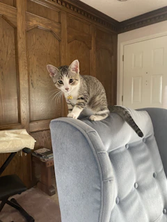 A curious kitten wearing a custom-made, soft pastel sweater perched on a rustic wooden chair