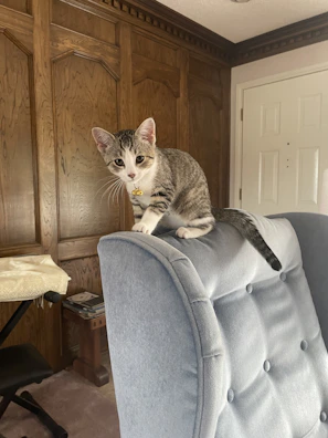 A curious kitten sporting a tiny, colorful bandana with intricate embroidery, perched on a wooden chair.
