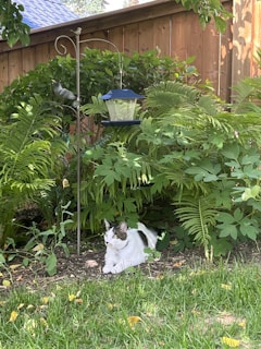 A colorful, durable cage setup outdoors with a happy cat lounging inside.