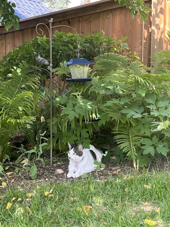 A colorful, durable cage setup outdoors with a happy cat lounging inside.