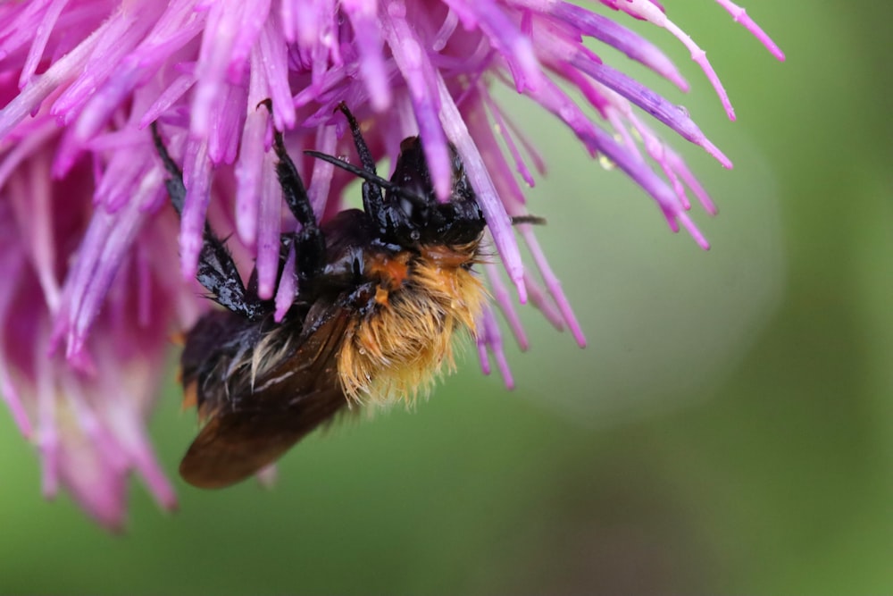 a close up of a bee on a purple flower