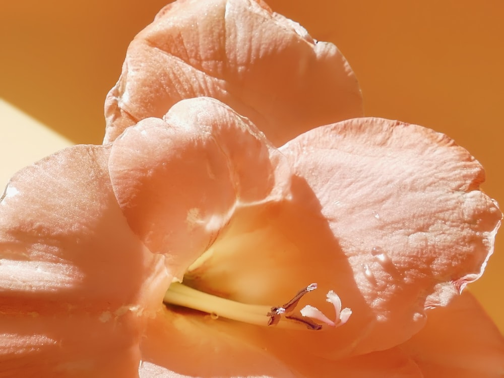 a close up of a flower with a yellow background