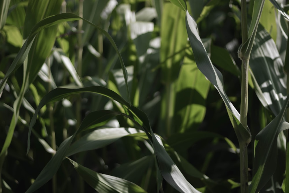 a close up of a green plant with leaves