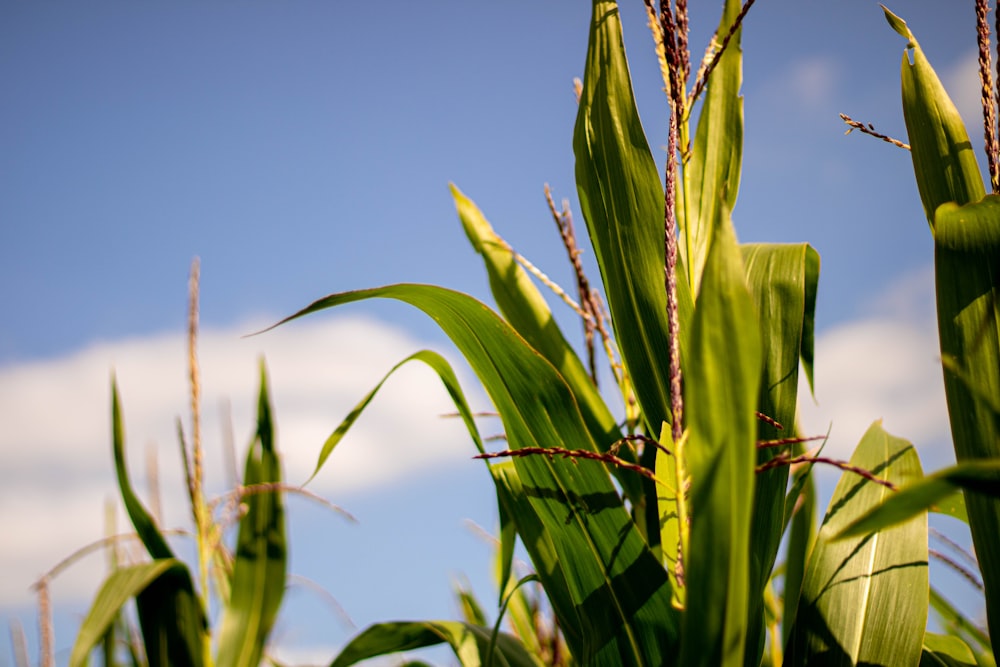 a close up of a plant with a sky in the background