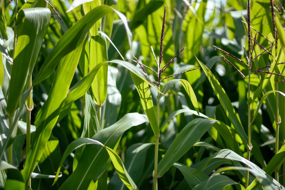 a close up of a field of green plants