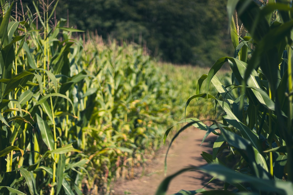 a corn field with a dirt path in the middle of it