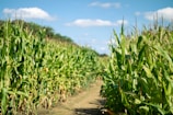 a dirt road running through a corn field