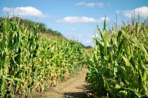 a dirt road running through a corn field