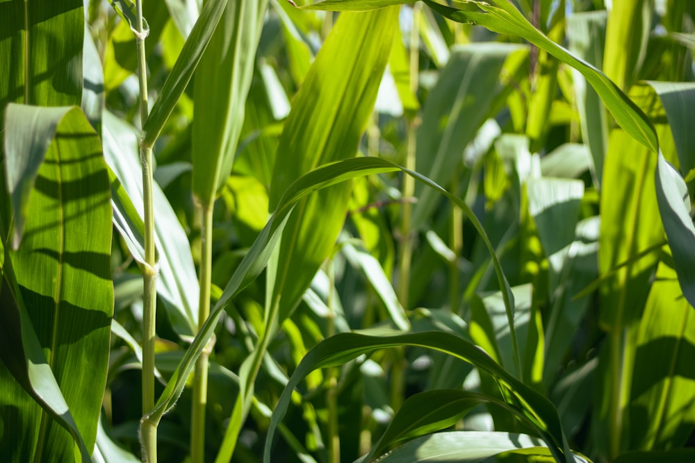 a close up of some green plants in a field