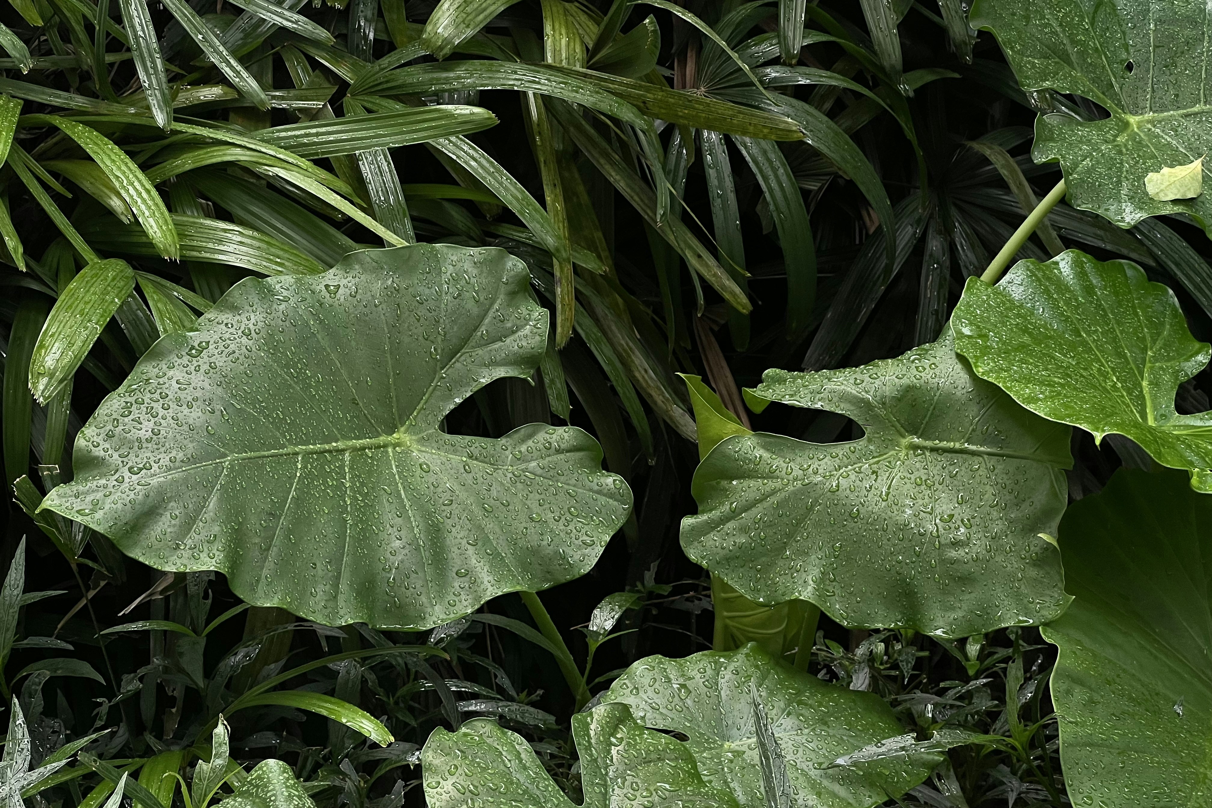 Photo by silentstorm425