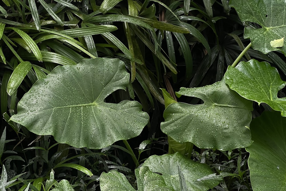 a close up of a large green leafy plant