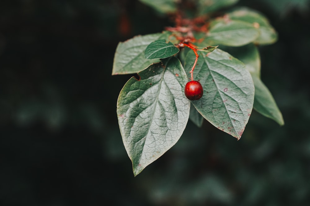 a close up of a leaf with a berry on it