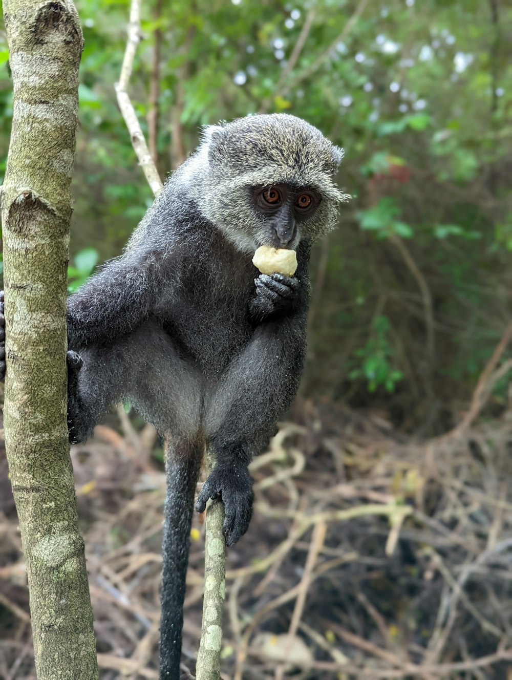 Un mono sentado en un árbol comiendo un plátano