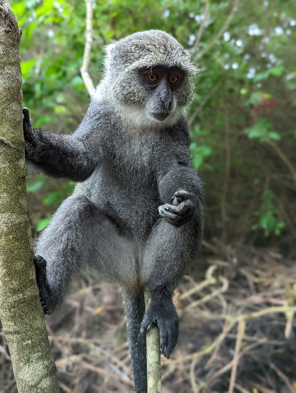 a monkey is sitting on a tree branch