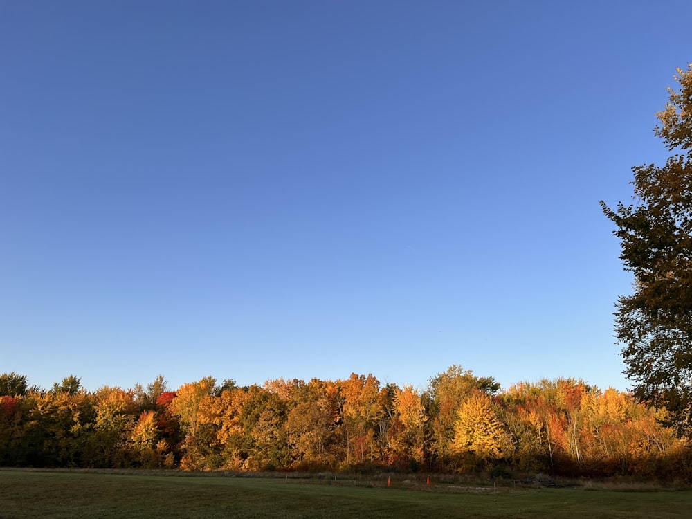 ein grasbewachsenes Feld mit Bäumen im Hintergrund