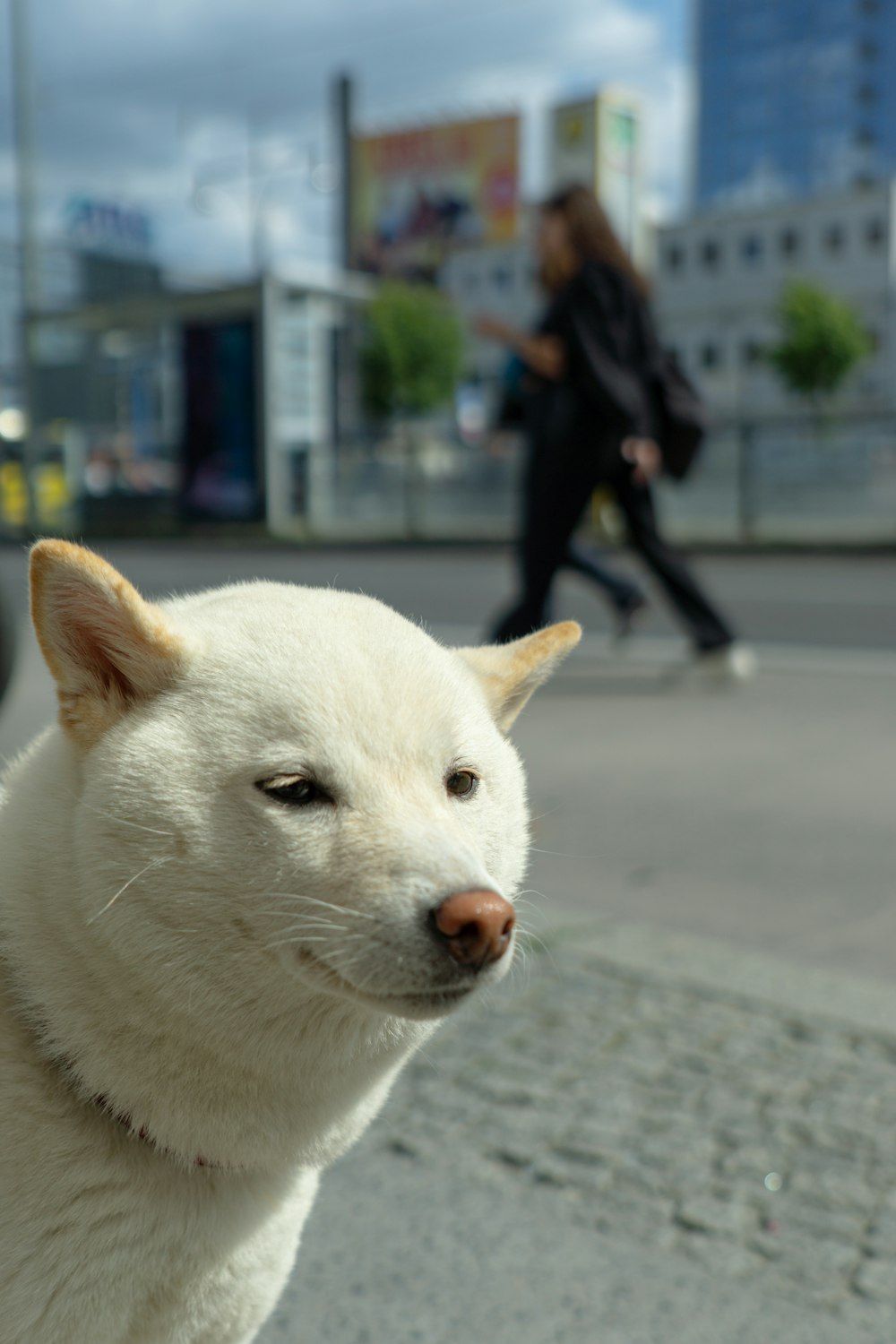 a close up of a dog on a city street