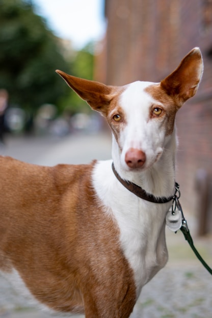 a close up of a dog on a leash