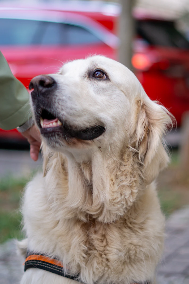 Clover, a white-faced senior Golden Retriever, looking up as a hand strokes her chest