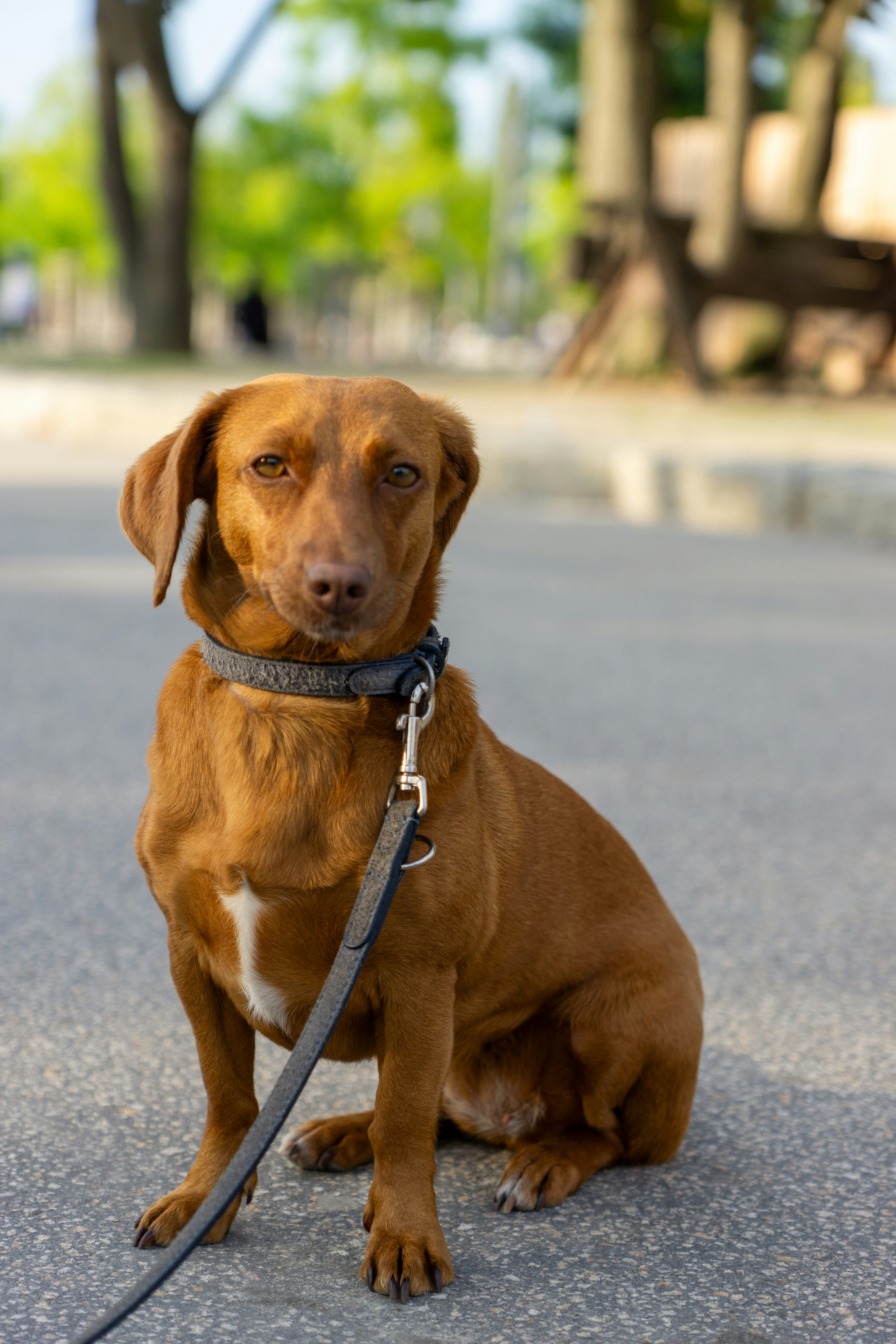 a brown dog sitting on the ground with a leash