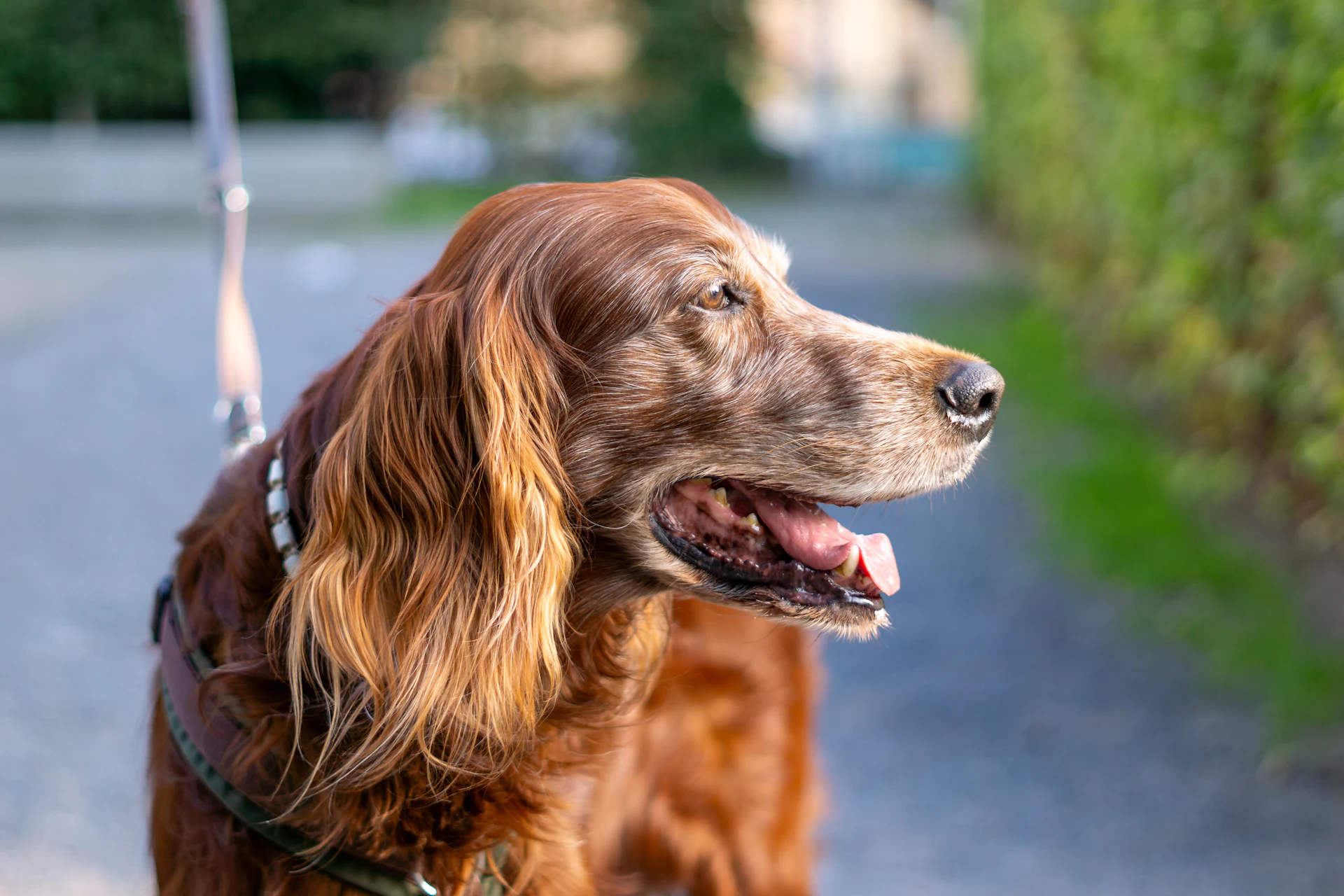 An Irish Setter